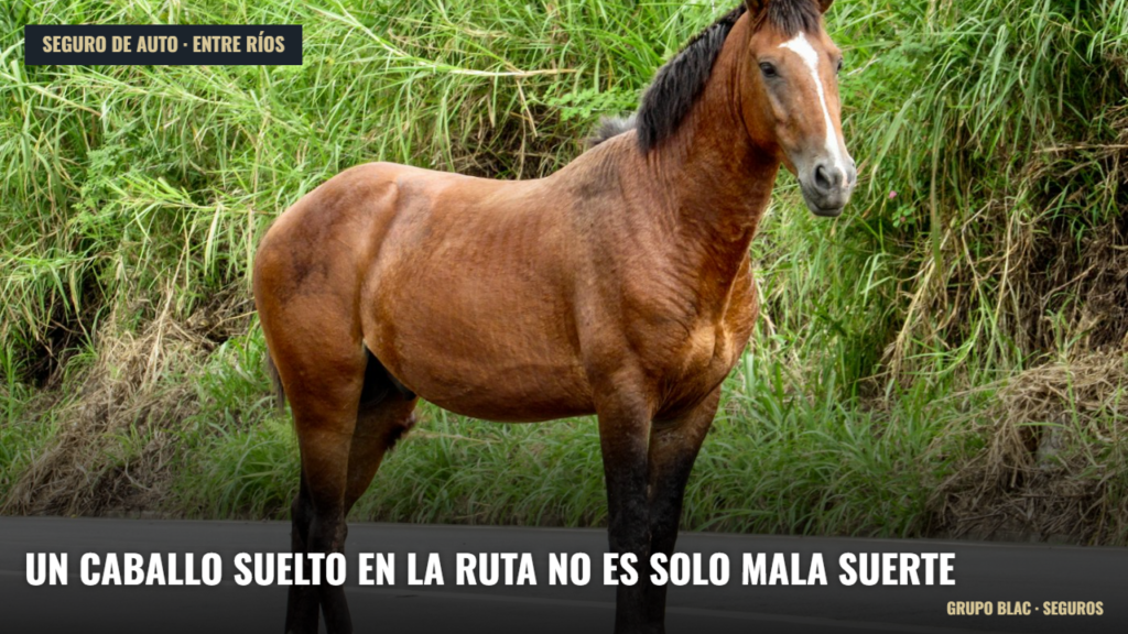 Caballo suelto sobre el asfalto de una ruta, portada de Grupo BLAC sobre seguro de auto
